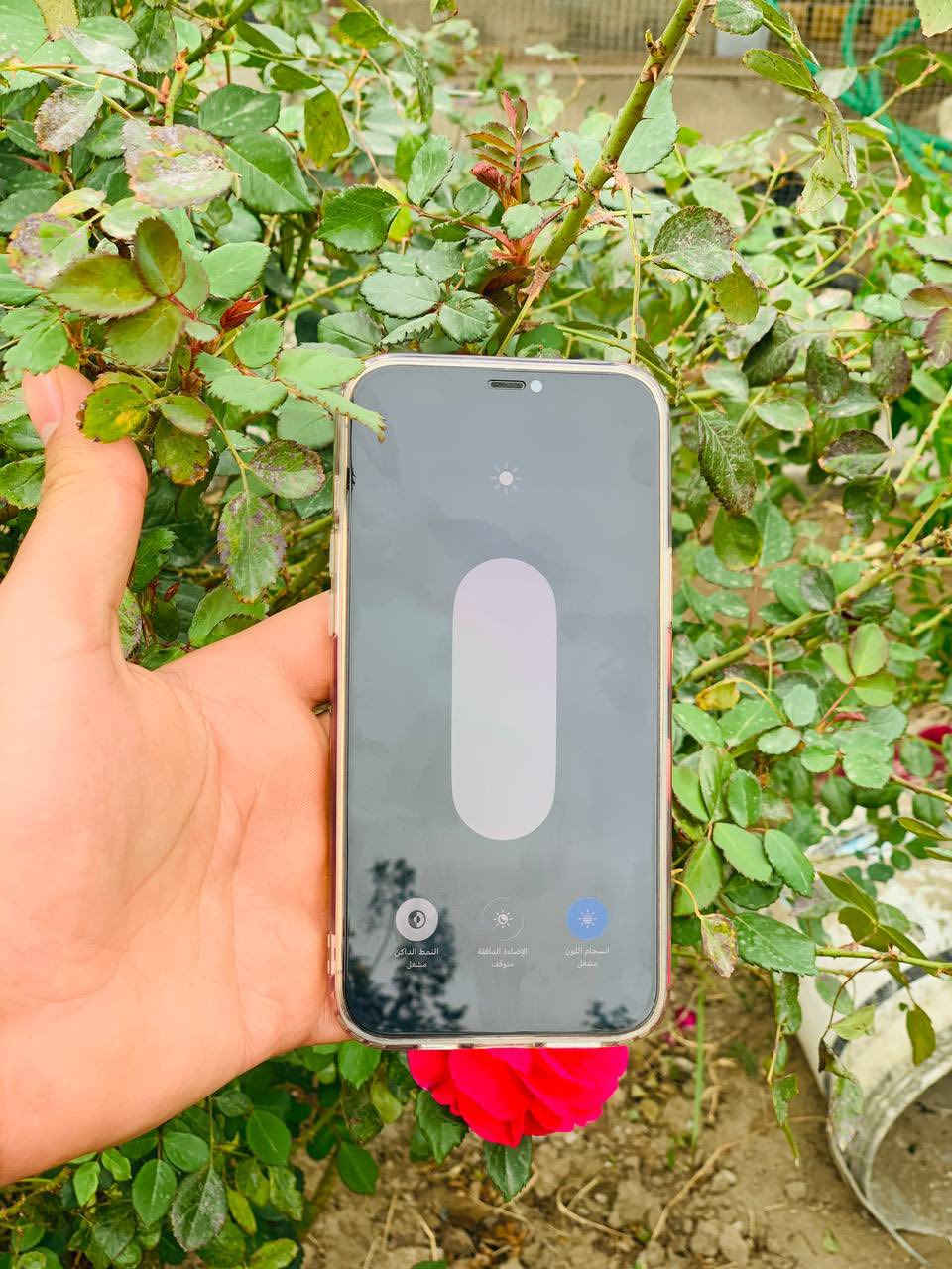 السلام عليكم
ايفون 12 برو ماكس ✅.     (بيع ومراوس )

جهاز شريحتين يعني خطين ✅

نسبه البطاريه 84✅

وضع شركه ➡️✅

ذاكره 128✅

فقط فيس ايدي متوقف في التحديث ➡️⚠️

الجهاز كفاله عامه من الزلغ ✅

السعر (450)بي مجال شي قليل جدا 👉

***********

عنوان  ديوانية دغاره
