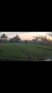 ٢ دونم ونص • حقل دواجن مجاز • طابو زراعي