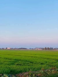 ٧٤دونم • طابو زراعي • جسر رعود