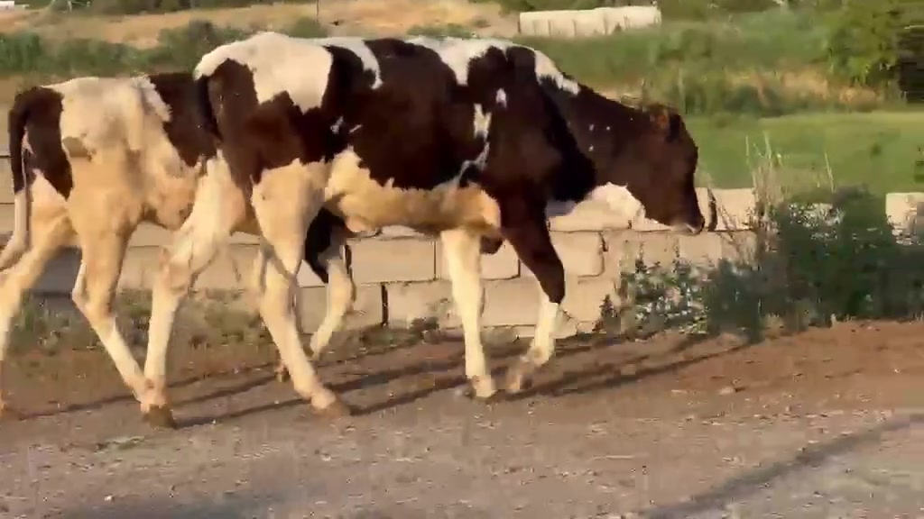 ماشاءالڵە

سڵاو هاوڕێیان سێ نێوگونی ئەلبانی زۆر جسن و جوان بەس ماشەڵایان دەوێت نرخیان گونجاوە بۆ فرۆشتن

بۆنرخ2بنووسە
ژمارەی خاوەنی
***********
***********

