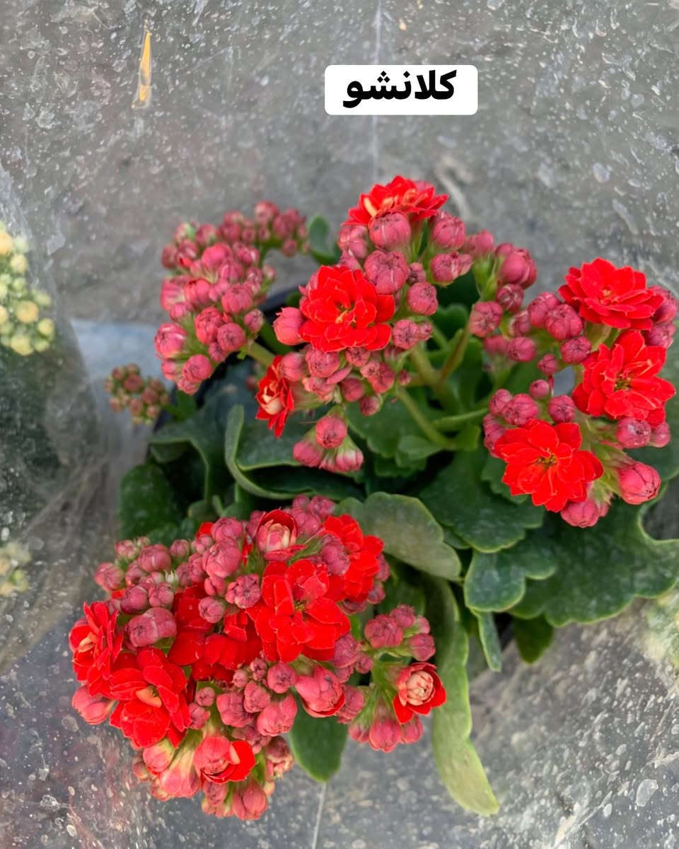 #تفاصيل #داخل #صور


**إذا كنت صاحب هذا الإعلان وتريد حذفه لأي سبب، رجاءا أرسل رسالة إلى الدعم الفني**