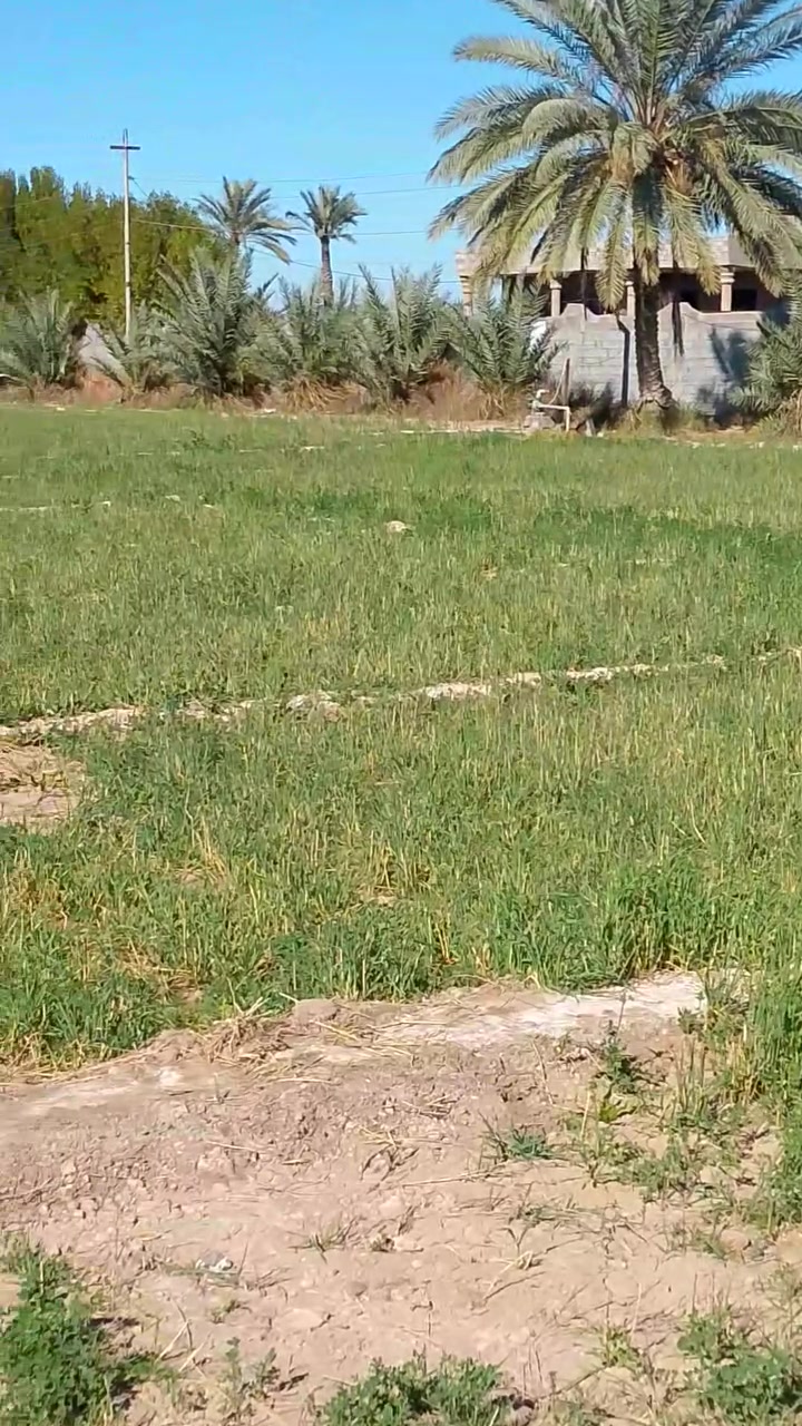 توجد قطع دوانم للبيع مزارع في الصقلاويه للستفسار ***********
