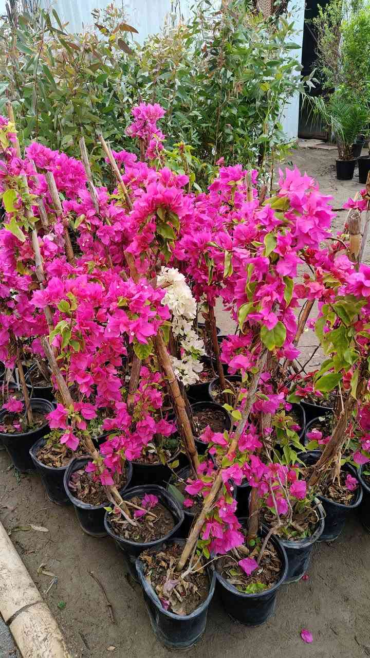 صباح الخير وصلتنه وجبه جديده من النباتات الظليه والنباتات الخارجيه
يفتح المشتل طيله ايام الاسبوع من الساعه 8:00 صباحا والى الساعه 10:00 ليلآ
#مشتل_زهور_واسط العنوان كوت فلكه الحاوي شارع مجمع دمشق الطبي مقابل ابتدائية الكوت للتعليم الأساسي #يوجد_توصيل_داخل_الكوت
*********** لطلب والاستفسار واتساب  او مراسله الصفحه الشخصيه بلال الواسطي🌹😊
