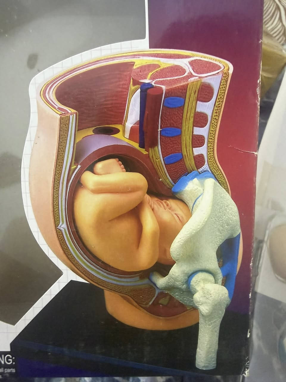 سلام عليكم طلع عندي هاذه المجسم منو يفيده


**إذا كنت صاحب هذا الإعلان وتريد حذفه لأي سبب، رجاءا أرسل رسالة إلى الدعم الفني**