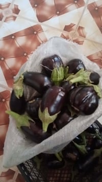 باذنجان عراقي • باذنجان شوكي • باذنجان حلو • باذنجان • بيع باذنجان • ب...