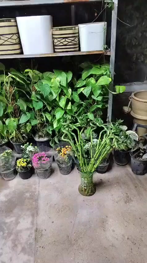 مسواك جديد لدينا كافة الورود والأشجار المثمرة ولدينا انواع التين الاسباني وتين عبيد في مشتل ناطق العلوان العنوان البصرة قضاء المدينه منطقة العلوان طريق السدة


**إذا كنت صاحب هذا الإعلان وتريد حذفه لأي سبب، رجاءا أرسل رسالة إلى الدعم الفني**