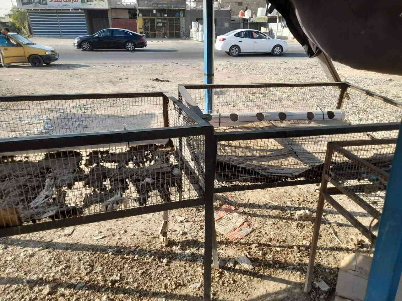 مجزرة دجاج وسمك للبيع كامله مكمله
حوصين سمك واحد خارجي وثاني داخلي 
قفاصه عدد2 
هلاسة جديدة 
موقع حلو خير من الله 
مكان المجزرة سايد الواحد الكرغوليه مقابيل فلافل علي دبل 
للستفسار وباقي تفاصيل لاتصال على رقم ***********
