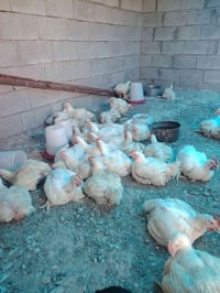 دجاج أبيض • ٢ وربع-٣ كجم • للجملة