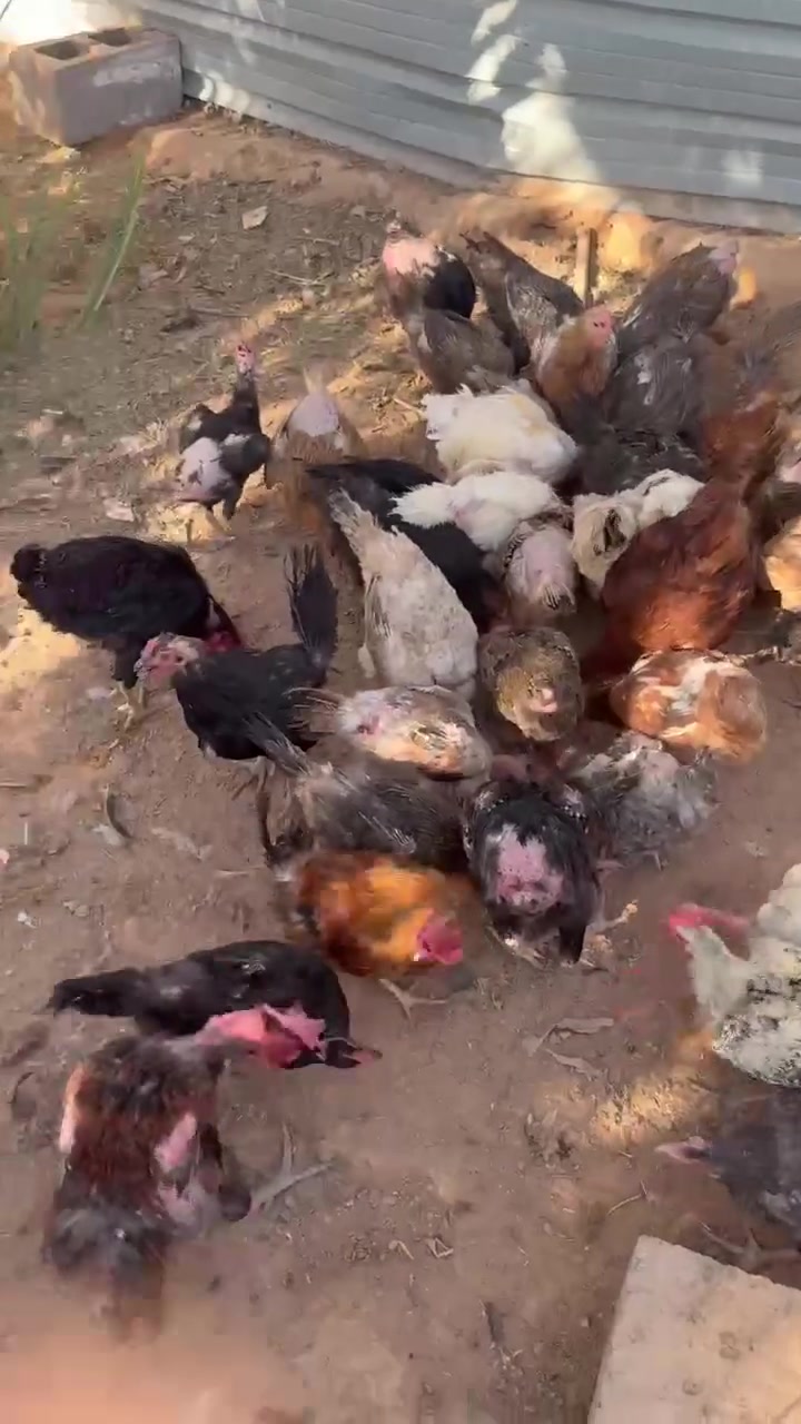 يالله متاح جاج عرب اصلي وبياض العداد ٥٠ الزوج ٢٦ شلع واذا مفرد الزوج ٢٨ 
وجاج فيوم العدد ١٠ وديك الجاج بياض وناصح الزوج ٤٥ وبي مجال مكاني لانبار كبيس ***********
