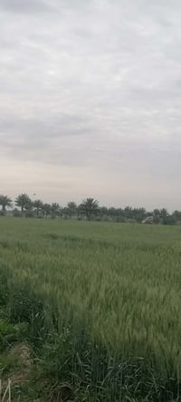 كاع زراعيه • ٨ دونم • مشروع الدراغيه