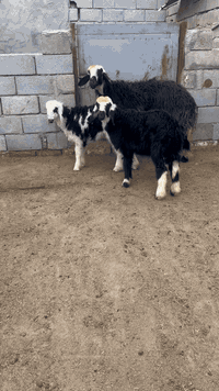 نعجه نجديه • حامل بنت • البصره الزبير