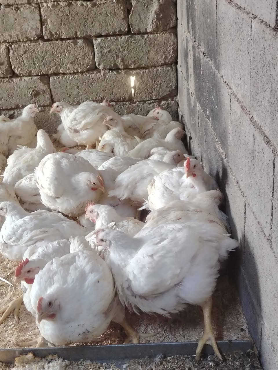 🐟🔥 عروض اليوم مسقف مصطفى التكريتي  🔥🐔
✅ سمج كاربي حي — الكيلو 6000دينار مع الشوي 
✅ دجاج حي  — الكيلو 3,500 دينار مع التنظيف والتقطيع 
✅ يوجد خدمة توصيل 
✅ المكان تكريت الديوم المحل مالتي مقابيل مول العبيدي بسد سوك الجمعه القديم ✅ هذا رقمي ***********
