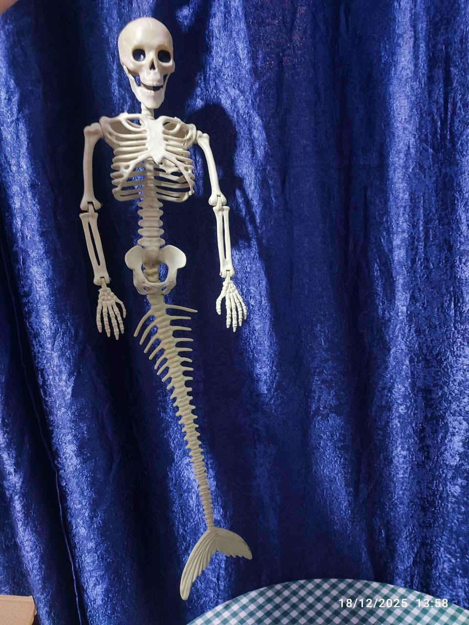 هيكل عظمي حورية البحر
الهيكل مفصلي من يم الفك و كف الأيد والعكس والكتف والحوض 
الطول ٨٢ سم 
واتساب ***********
السعر ٢٥ ألف
التوصيل حلة مركز ٣ آلاف اقضية ونواحي ٤ آلاف بغداد ٥ آلاف باقي المحافظات ٦ آلاف
