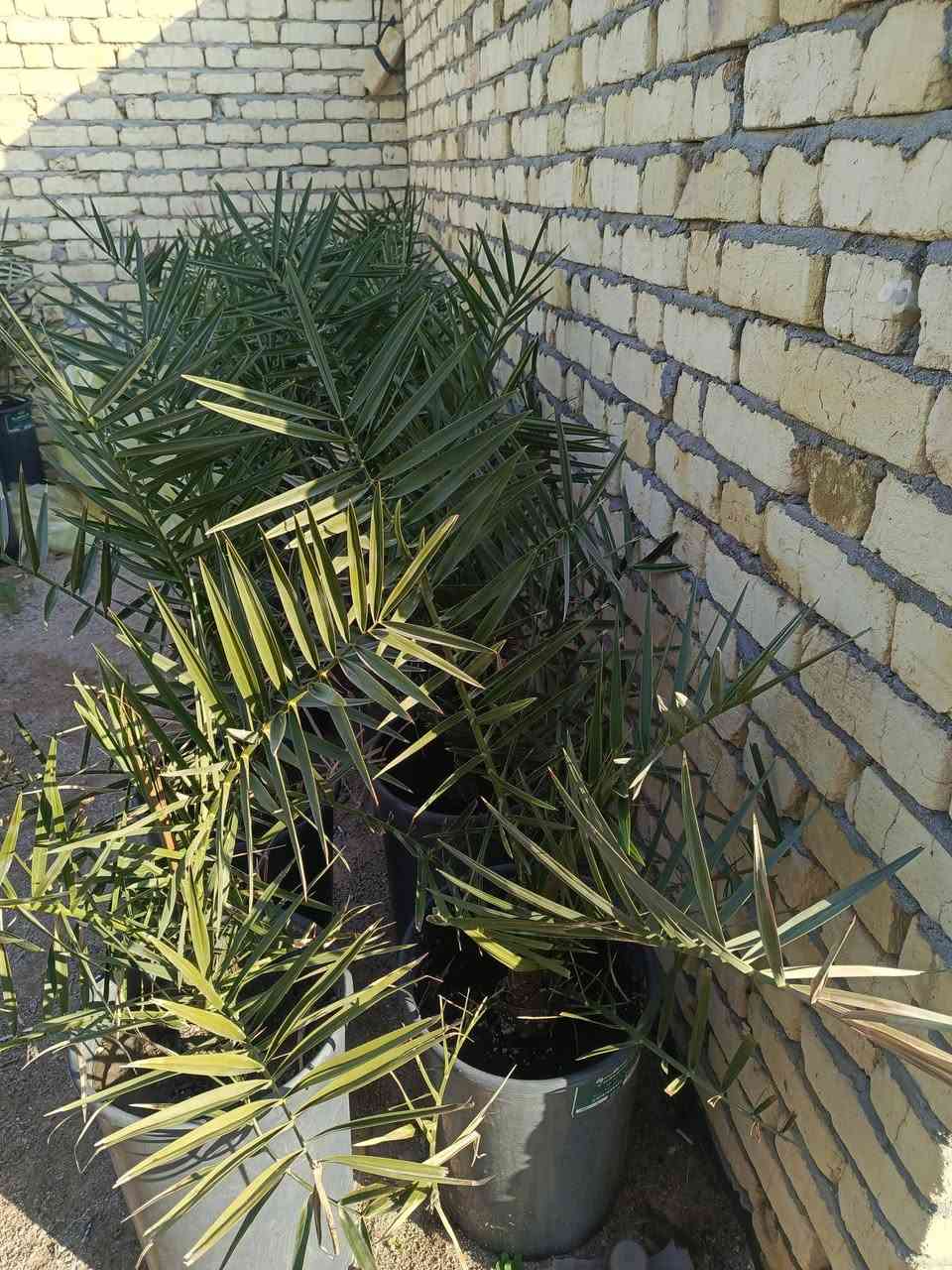 برحي نسيجي مختبر فرنسي عمر 3 سنوات مع ضمان الصنف السماوة السعر 200الف 
***********
