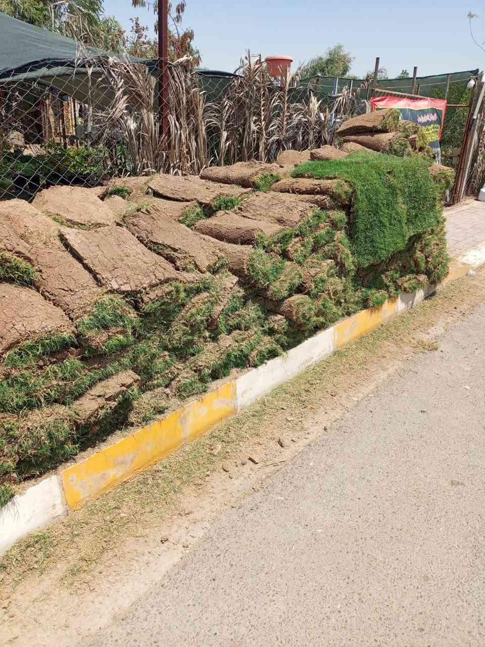 #مشتل_الجمعيه على بركة الله ثيل هندي درجه اولا فول سعر المتر 2000 قطعتين  عرض بس اليوم كميات مفتوحه لو تلحك عل عرض لو لا موقعنه الجمعيه خلف الدفاع المدني للاستفسار ***********.ابو محمد
