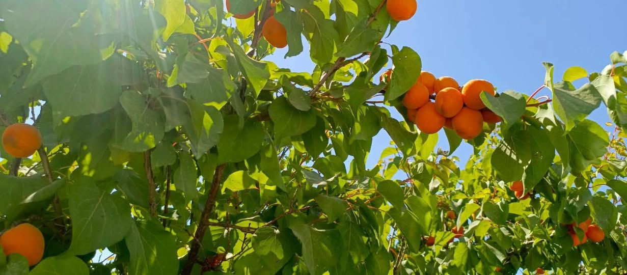 🌳 فرصة مميزة لامتلاك بستان صغير في بغداد – الراشدية 🌳
📍 الموقع: بغداد – الراشدية، نهاية منطقة العاصفة
📐 المساحة: 500 متر مربع
📄 نوع السند: طابو زراعي – سند 25
✅ مميزات العقار:
تتوفر جميع الخدمات
🚰 ماء إسالة
💧 ماء سقي
⚡ كهرباء
🔒 مسيّج بالكامل
📏 الواجهة: 21 متر
📏 النزال: 24 متر
🌿 مناسب للسكن الريفي، أو الاستراحة العائلية، أو الاستثمار الزراعي.
💰 السعر: 37 مليون دينار عراقي 🤝 السعر قابل للتفاوض
📞 للاستفسار والتواصل: ***********
