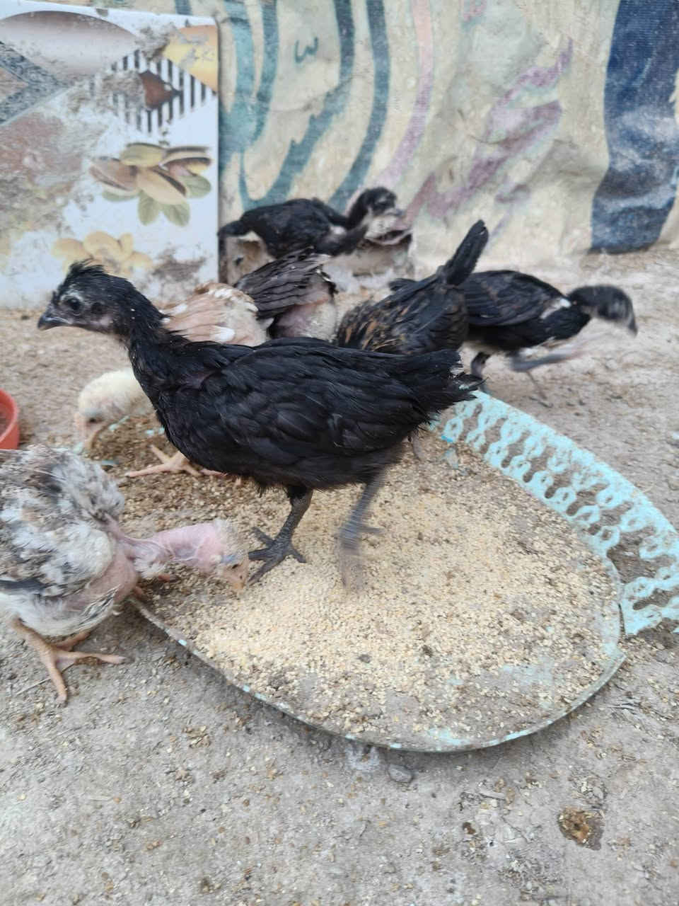 السلام عليكم متاح للبيع افراخ دجاج عرب و ابو ركيبة عمرهم 40يوم ماخذات لقاح نيوكاسل زيتي سعر التك 3الاف
مكاني القرنه


**إذا كنت صاحب هذا الإعلان وتريد حذفه لأي سبب، رجاءا أرسل رسالة إلى الدعم الفني**