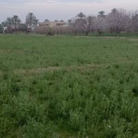 الازرگيه خلف السجه • ٦ دونم • شاطيه