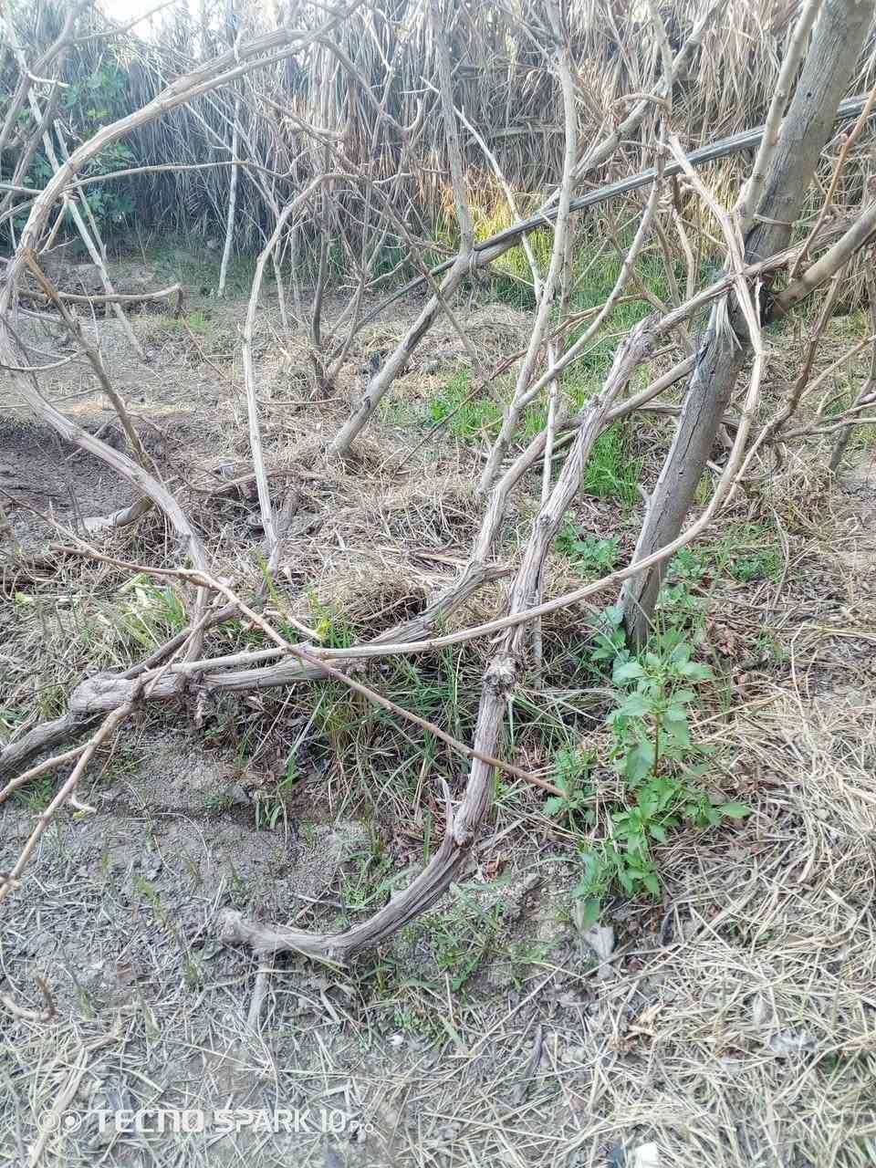 سلام عليكم
عندي هروش عنب للبيع 
العدد 35 هرش
سعر الهرش الواحد 7 الف 
الاستفسار *********** 
مكاني النجف الاشرف قضاء المشخاب
