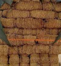 كبس حنطة • ماتور • واسط دجيلي