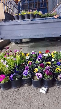 وردة • مجاور مجمع العسافي