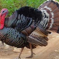 فسيفس للبيع فحل و نثايه عدد 3 السعر 150  لاستفسار على الرقم 0781182650...