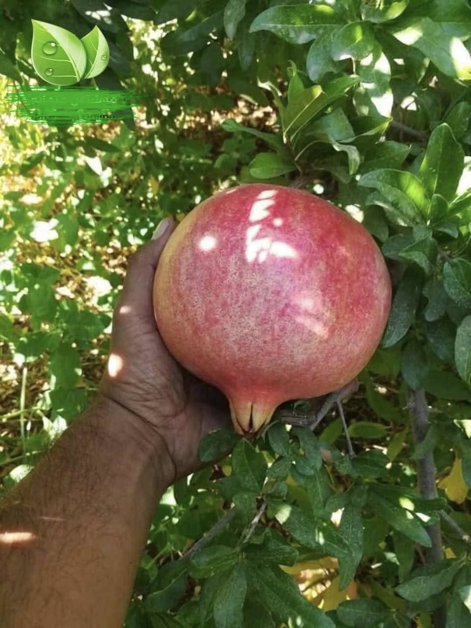 على بركة الله يوجد لدينا رمان امريكي وندر فول درجة اولى العمر سنتين  شرط الضمان بأذن الله 
المكان صلاح الدين بلد يثرب 
للاستفسار والحجز الاتصال على الرقم 
***********

