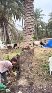 قص النخيل وتقليم الاشجار ‏‪0771 893 1532‬‏