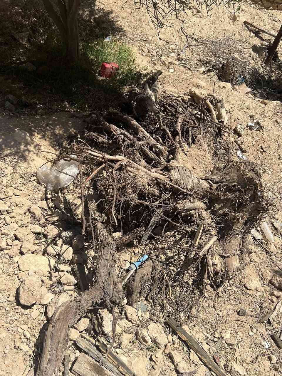 متوفر خشب حطب تقريبا حمل كية 
مال شجر زيتون وقلنطوز ومشمش
مثل ما موضح بالصور المكان حقلانية


**إذا كنت صاحب هذا الإعلان وتريد حذفه لأي سبب، رجاءا أرسل رسالة إلى الدعم الفني**