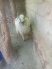 گرگور • خشن • الدولاب