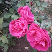 محلات للبيع طابو زراعي الموقع شارع العام طريق كوت بغداد جهة المعارض عد...