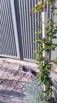 المحمودية المهندسين • ١٥٠م • أبواب تركية