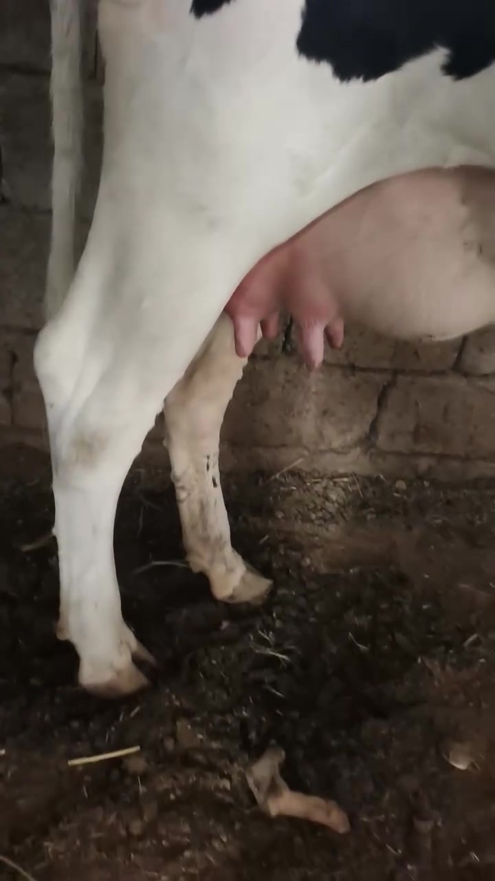نعرضلكم حوليه حاطه علميلاد جما عرموطي بلادي امها هم جما درجا اولا مالت بيت من اجريه حتا خاثرهن شرط هاديه وناصحه فول وين اجناي لا تفوتك بزره شي راقي اسعر ٣٥٠٠ وبي مجال اتصل وتدلل@***********@***********@ صلاح الدين الشرقاط قرية الخضرانيه@
