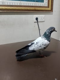 تيدي طيّار • للبيع