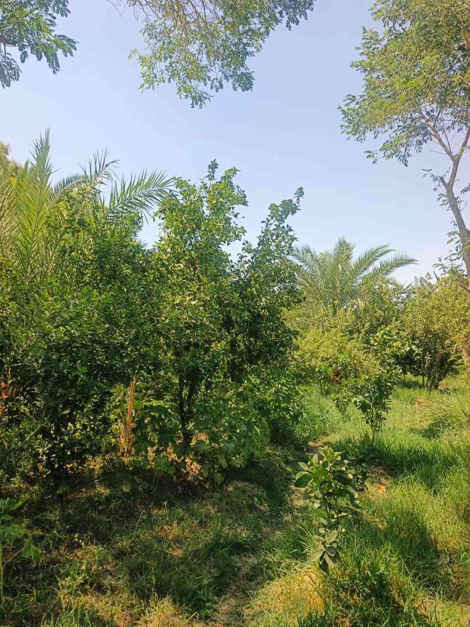 بستان 3 دونم البيع  ستثماري   ومضيف 16 متر وبيت 400 متر. عقد  35 كافت الخدمات صالح  السكن  زادت اساله ماي   زادن مستوصف زادن مدرسه العنوان كوت  منطقت اليوسفيه الستفسار اكثروالسعر خاص ***********/***********
