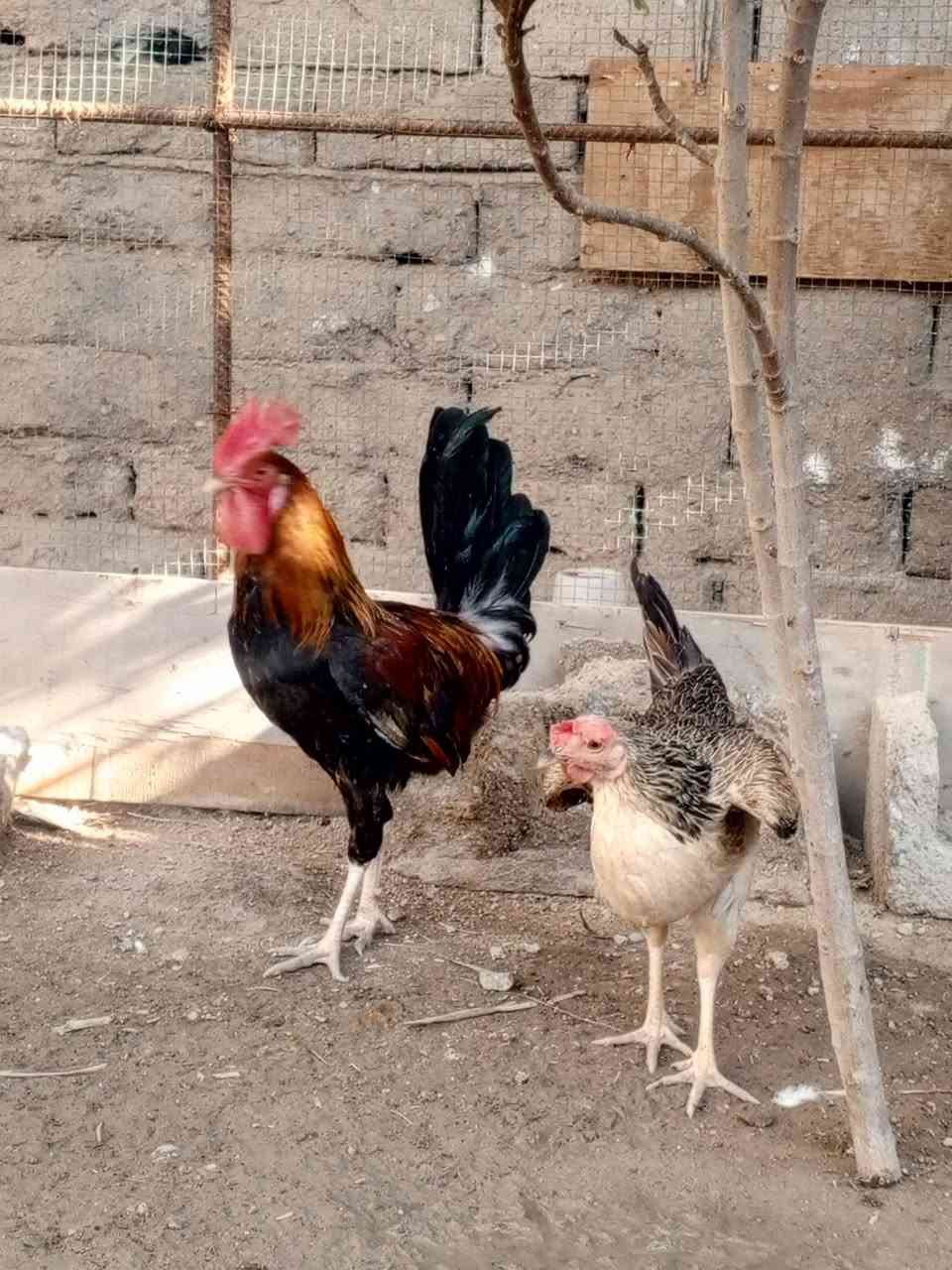 ٤دجاجات وديج مكاني قضاء المدينه تريد تشوف صور الباقيات بل خاص مامصورهن


**إذا كنت صاحب هذا الإعلان وتريد حذفه لأي سبب، رجاءا أرسل رسالة إلى الدعم الفني**