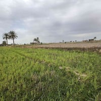 ٦ دوان • بالشهابي • طابو زراعي