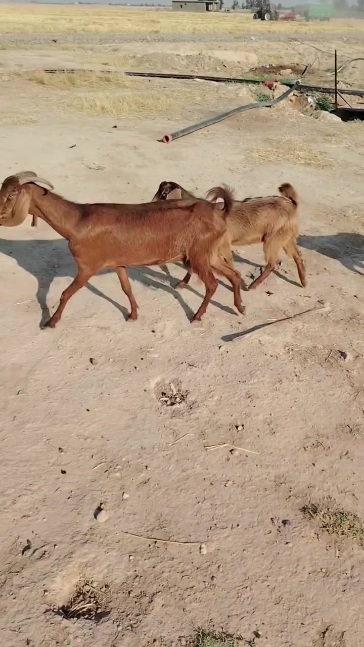 سلام عليكم يوجد عنز ام ثالث وراهه توم صخلات عمرهن خمس شهر وحانيه صار شهر ونص العنوان تكريت على خط سريع تواصل ع  ***********
