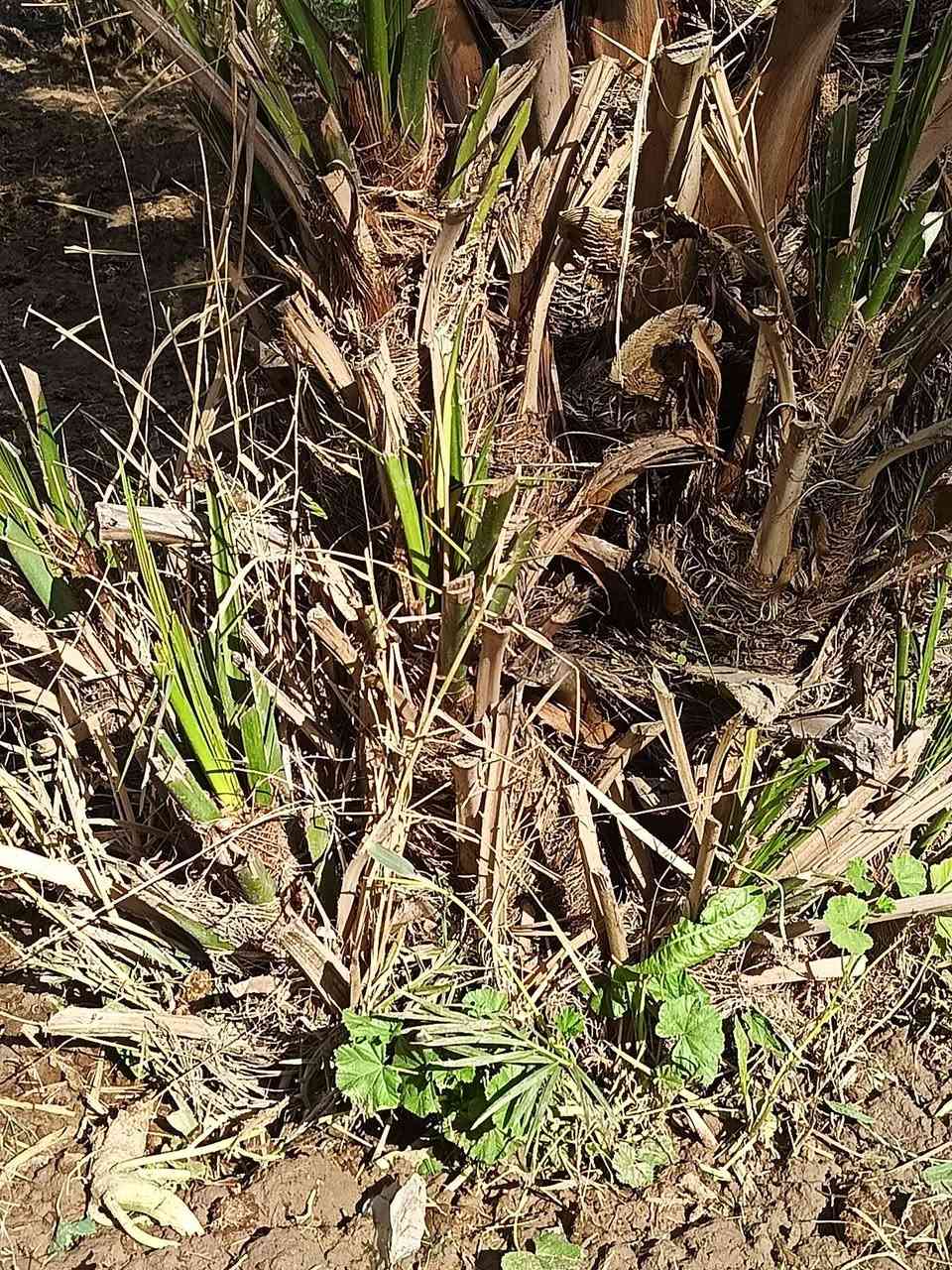 السلام عليكم ورحمة الله
يتوفر فسائل بريم وشويثي اصفر و عمراني خشن  للبيع 

مكاني السماوة ***********
