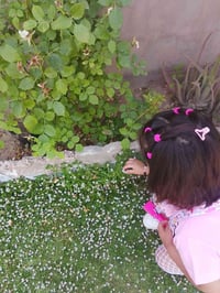 جسر حديثه بشاعي • ١٥×٣٠ • قطع أراضي