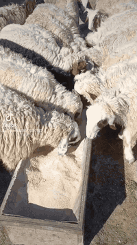 افلام صلي على محمد وال محمد متاح طليان للبيع العدد 25 طليان مال ربط خط اول كلها صادرهل شهر واحد تبيع اذا تلقى علف وين الرباطه عم يدورون مشروع زين هذا مشروع ناجح 25 طلي مال ربط يلا عيني صلوا على محمد السعر خاص مكان الحلال بغداد مشاهده.   ‏‪***********‬‏
