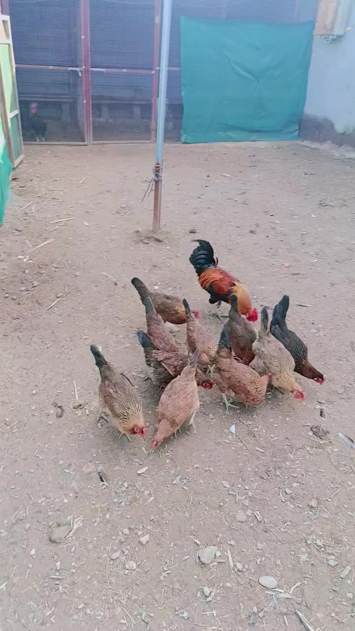 سلام عليكم
يتوفر بيض من هذا الحلال شرط الشد 
والماتشد يتعوض س ع ر طبقه 10
مدة الخزن 5ايام المكان قرنه شرش


**إذا كنت صاحب هذا الإعلان وتريد حذفه لأي سبب، رجاءا أرسل رسالة إلى الدعم الفني**