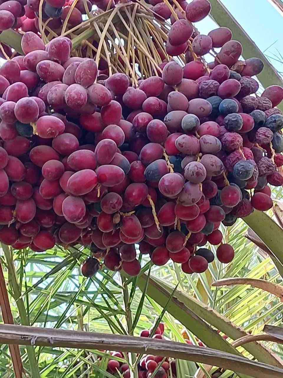 سلام عليكم يوجد الدينا انواع النخيل برحي مكتوم جبجاب كرنفلي بريم ونواع النخيل مكان كربلاء رقم الهاتف ***********
