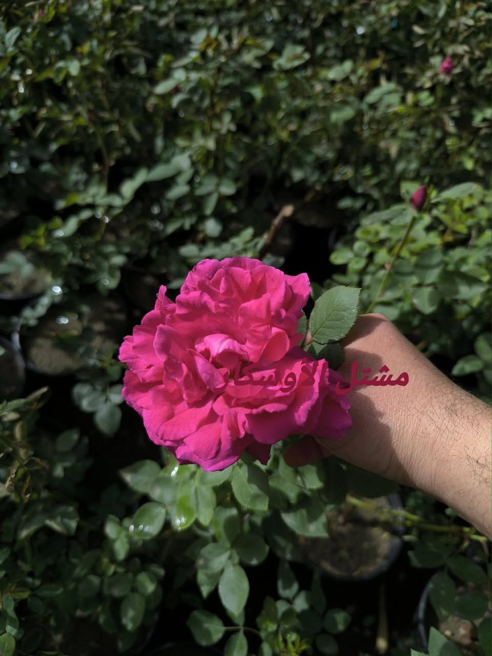 متوفر 
جوري سلطاني عطري

📍 زورونا في موقعنا:
مشتل الأوسكار – حي الحنانة – شارع نجف _ كوفة
(مقابل غرفة تجارة النجف و فريندز كافيه ومطعم شريف– مجاور متنزه الحنانة العائلي)

🕗 أوقات الدوام:
من 8:30 صباحاً إلى 8:00 مساءً

📞 للطلب والاستفسار:
*********** – ***********
(اتصال / واتساب / مراسلة عبر فيسبوك)
 متوفر دفع  زين  كاش ومتوفر ماستر  

🚗 يتوفر توصيل داخل النجف
موجودين في تطبيق توترز لبعض المواد الزراعية 
أهلاً وسهلاً بكم دائماً في مشتل الأوسكار 🌹🌹🌹
