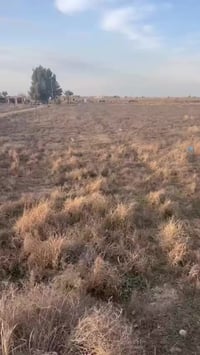 ٦ دونم • سند ٢٥ • محطه بلد