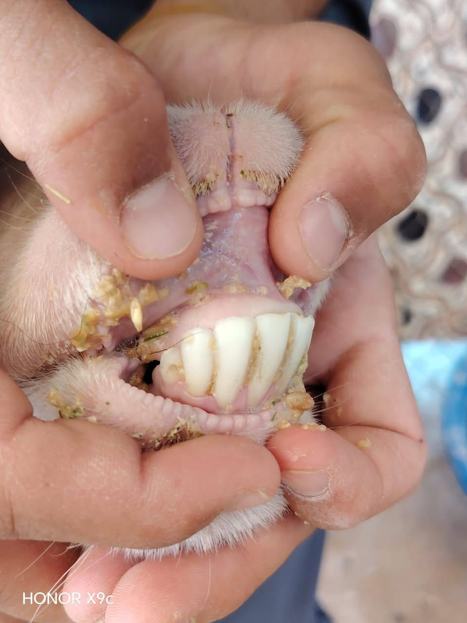متاح ثنايه 6 خط اول شرط علاه كل عيب (بيهن وحده شطور) لبقية مكفولات من كلشي
بيهن ثنين مو مبدلات ولا سن خشنات وسمان مالات جنيه سعره خاص
الشراي يتصل على رقم ***********
المكان حديثة
*********** بي واتساب
