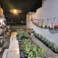 مشتل دوميز • نباتات منزلية • موصل الايسر