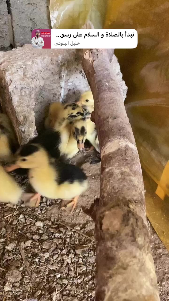 متاح افراخ بط ( بش ) 12 تك سعر التك 1000 عمر 7 ايام   تكريت / الشهامة ***********
