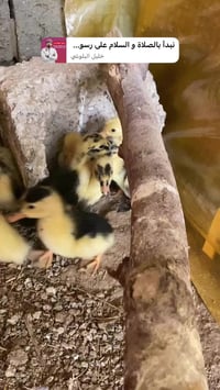 افراخ بط • عمر ٧ أيام • تكريت الشهامة