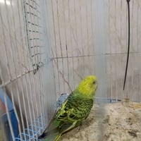 زيتوني • مكلف • للبيع
